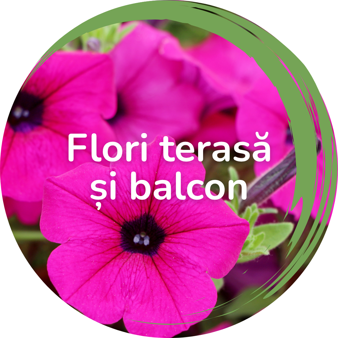 aquaflowers.ro