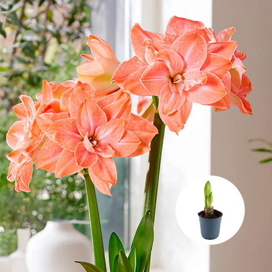 Bulbi Amaryllis Dublu - Flamingo Amadeus – Ghiveci - 1 bulb