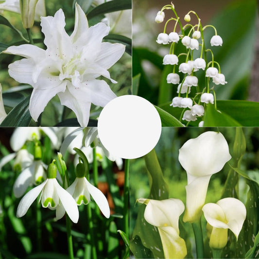 Pachet Primăvară Albă – 26 bulbi