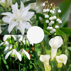 Pachet Primăvară Albă