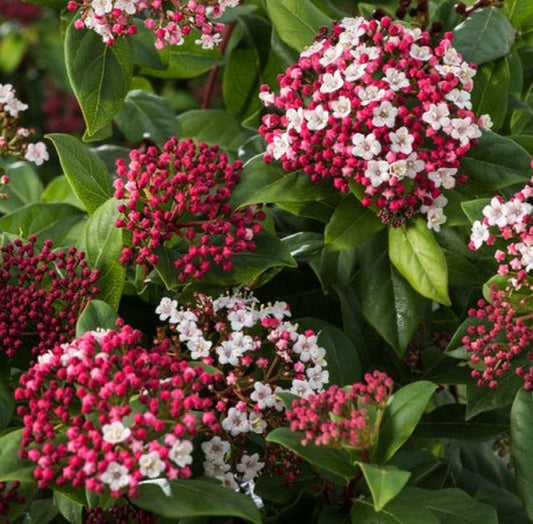 Viburnum Tinus Gwenlliam – Ghiveci 3L - H 50 - 60 cm