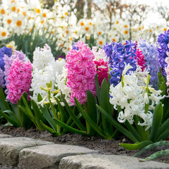Bulbi de Zambile Parfumate Mixte - Pachet 100 Bulbi, Aqua Flowers