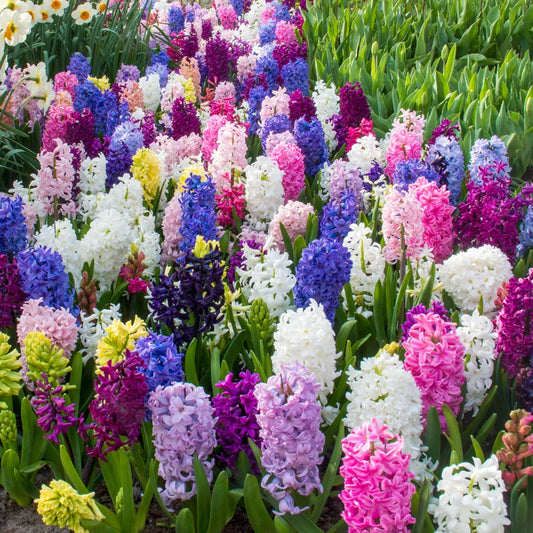 Bulbi de Zambile Parfumate Mixte - 100 Bucati