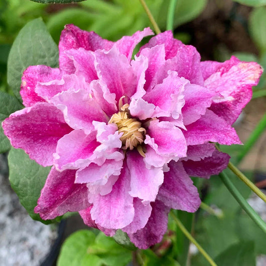 Clematis - Strawberry Shortcake - ghiveci - înălțime la livrare-50-70 cm