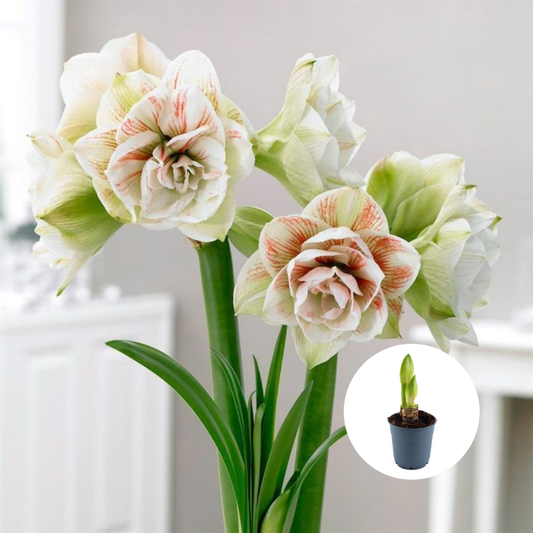 Bulbi Amaryllis Dublu - Alfresco – Ghiveci –  1 bulb