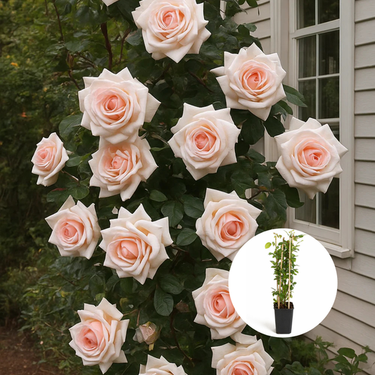 Trandafiri Cataratori Parfumați - Pomarosa - Giveci - Anul 4 - Inaltime la livrare 65-70 cm