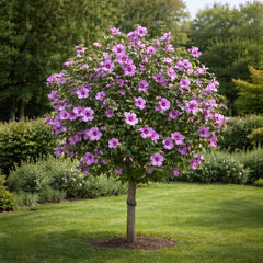 Hibiscus Pomisor mov - Ghiveci 3L - H 90-110 CM