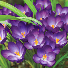 Branduse - Crocus - Ruby Giant – Pachet 5 Bulbi