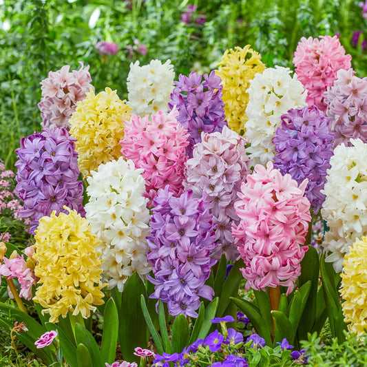 Bulbi de Zambile Parfumate Mixte Pastel - 50 bulbi