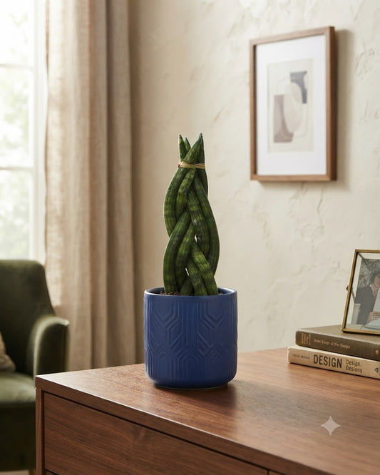 Sansevieria Cylindrica(Limba Soacrei) -Ghiveci