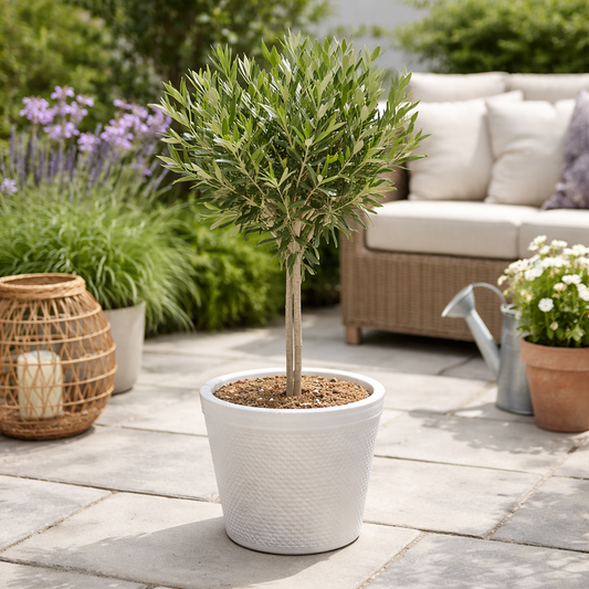 Maslin – Ghiveci Ceramica – Mărime la livrare 50 cm - 60 cm