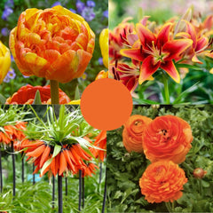 Pachet Primăvară Portocalie