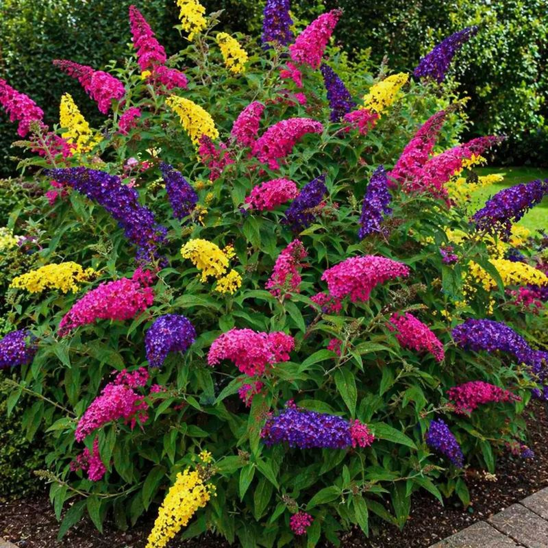 Liliac de vara - Buddleja Davidii Tricolor Mov-Galben-Roz - Ghiveci - H 30 - 40 cm