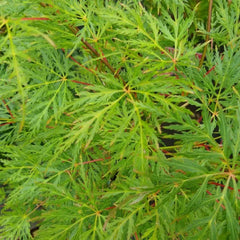 Artar Japonez - Acer P Dissectum Emerald Lace - Ghiveci 3L - H 80 - 95 cm