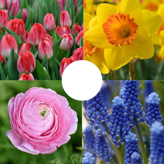 Pachet Primăvară Multicolor – 40 bulbi