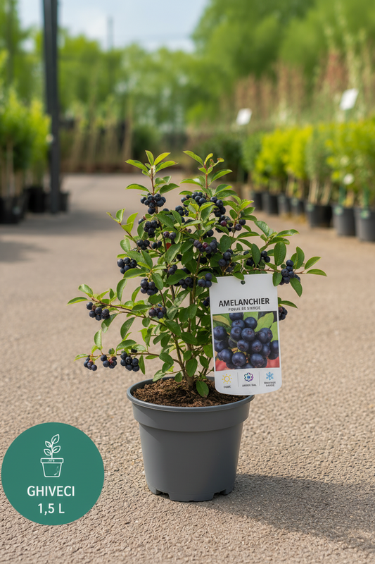 🤍🌿 Amelanchier (Pomul de Stafide) – Ghiveci 1,5 L