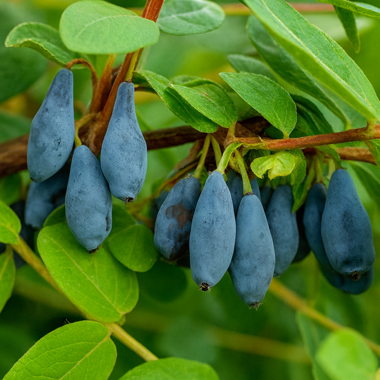 Afin Siberian Kamtschatica - Rădăcină ambalată - Aqua Flowers