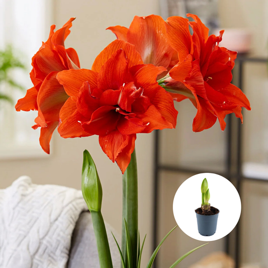 Bulbi Amaryllis Dublu - Naranja – Ghiveci - 1 bulb