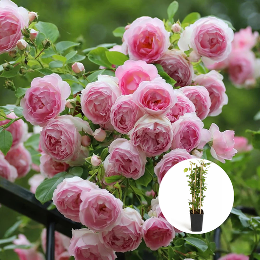 Trandafiri Cataratori Parfumati - Eden Rose - Giveci - Anul 4 - Inaltime la livrare 65-70 cm