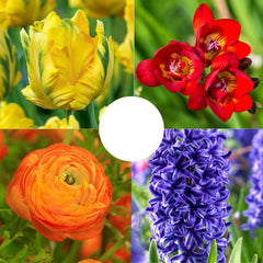 Pachet Primăvară Multicolor