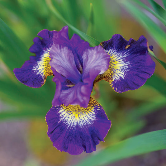 Bulbi Iris Sibirica - Golden Edge - Pachet 1 Bulb - Aqua Flowers