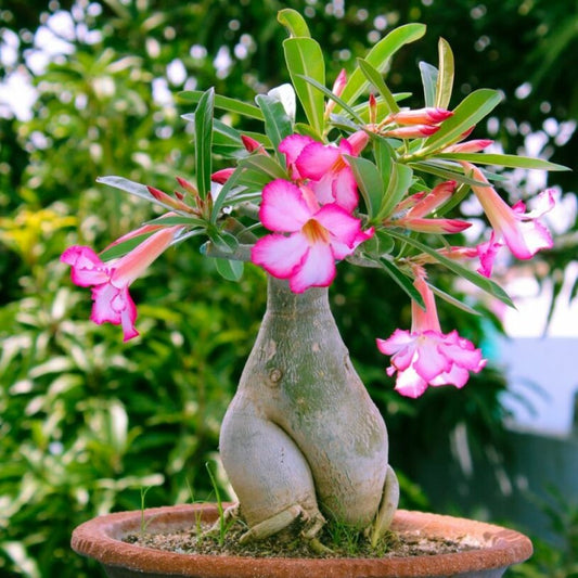 Planta interior - Adenium - Aqua Flowers