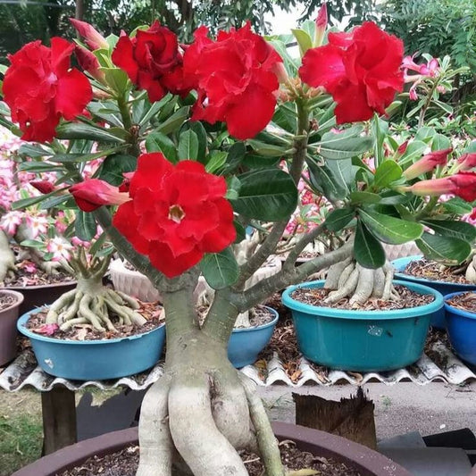 Adenium Anouk Red (Trandafirul Deșertului) - Ghiveci - Aqua Flowers