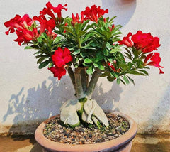 Adenium Anouk Red (Trandafirul Deșertului) - Ghiveci - Aqua Flowers