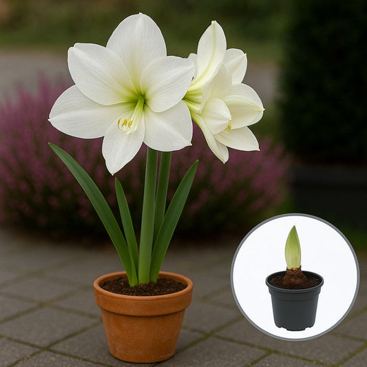 Bulbi Amaryllis Alfresco – Ghiveci – Aqua Flowers