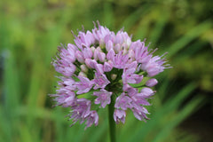 Bulbi de Allium Summer Beauty - Pachet 3 Bulbi