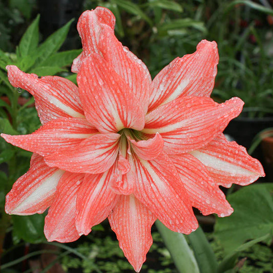 Bulbi Amaryllis - Lady Jane - Aqua Flowers