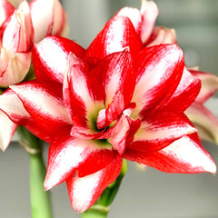 Bulbi Amaryllis - Exotic Peacock - Aqua Flowers