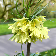 Bulbi Fritillaria - Raddeana - 1 bulb