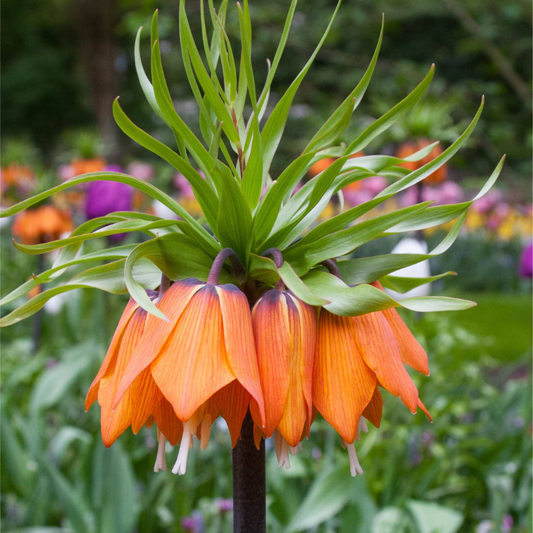 Bulbi Fritillaria - Aurora - 1 bulb