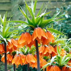 Bulbi Fritillaria - Aurora - 1 bulb
