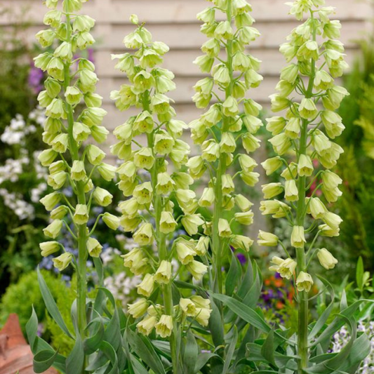 Bulbi Fritillaria - Persica Ivory Bells - 1 bulb