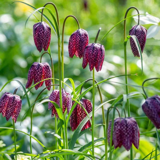 Bulbi Fritillaria - Meleagris - 15 bulbi
