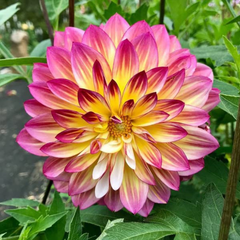 Bulbi Dalia - Purple Delight - Pachet 1 bulb