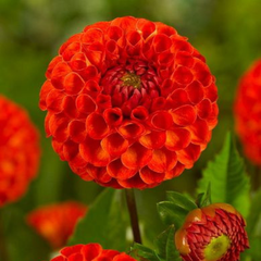 Bulbi Dalia - Ruby Red - Pachet 1 bulb