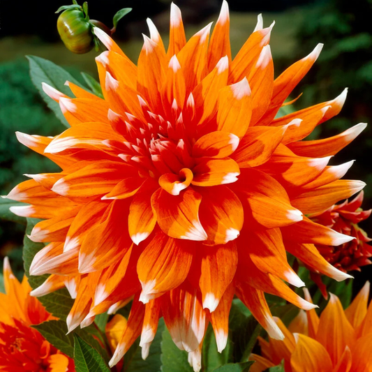 Bulbi Dalia - Fire Ball - Pachet 1 bulb