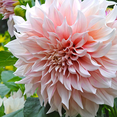 Bulbi Dalia - Cafe au Lait - Pachet 1 bulb