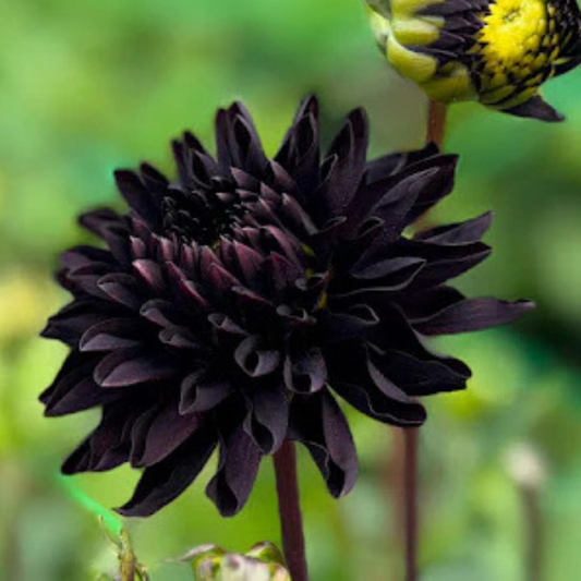 Bulbi Dalia - Crazy Cracker - Pachet 1 bulb