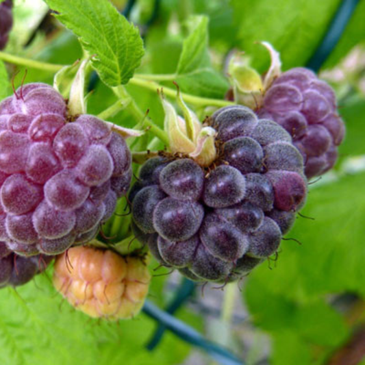 Zmeur Remontat Mov Glen Coe - Rădăcină Ambalată