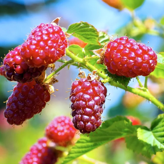Zmeur-Mur Tayberry - Rădăcină Ambalată