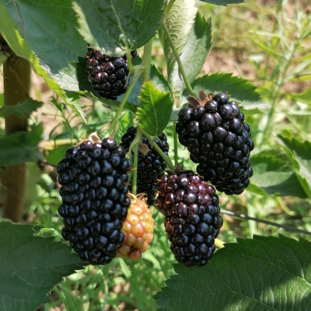 Arbust Fructifer-Mur Tufă (Fără Spini) – Rădăcină Ambalată