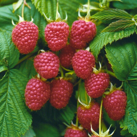 Zmeur Remontat Red Gigant - Rădăcină Ambalată