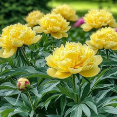 Bujor Laura Dessert (Galben) - 1 Rădăcină / Rizom