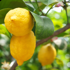 Lămâi Cu Fructe Altoit – Ghiveci 5 L – Mărime la livrare 90cm - 100cm