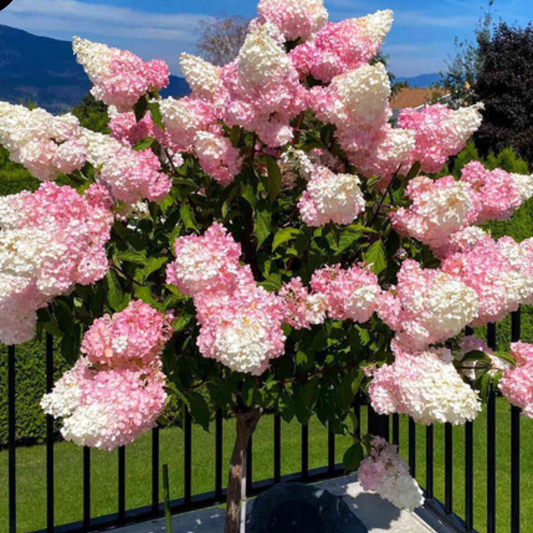 Hortensie  Paniculata  pe Picior - (Hydrangea paniculata) -  Rose - Ghiveci 80 - 100 cm
