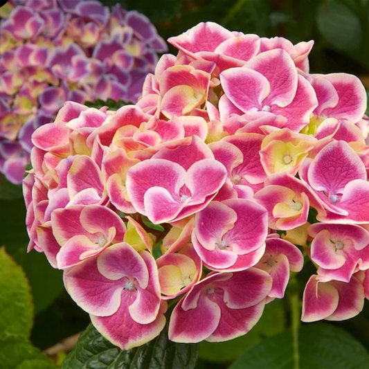 Hortensia Macrophylla - Bicolor Bavaria Pink - Ghiveci